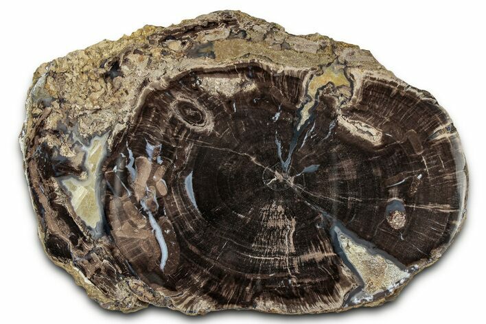 Petrified Wood (Schinoxylon) Round - Blue Forest, Wyoming #334994